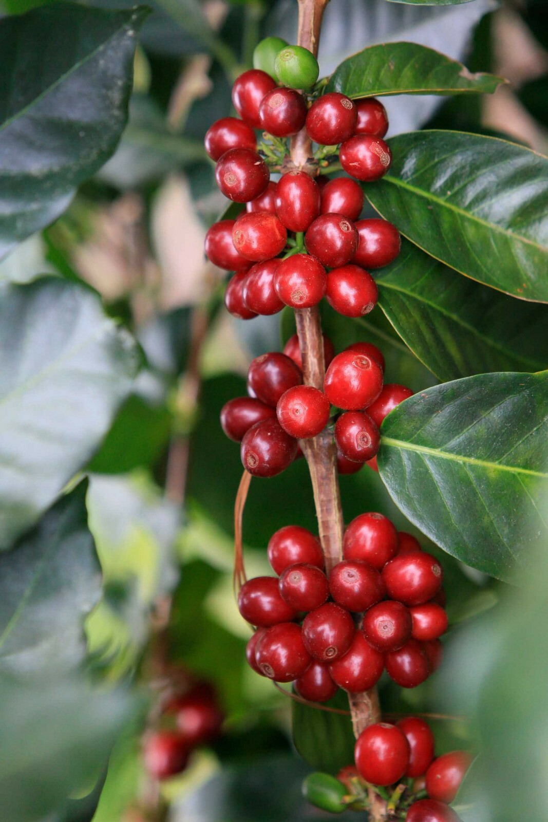 5 LBS HONDURAS HONDURAN FRESH UNROASTED GREEN COFFEE BEANS - ORGANIC ARABICA