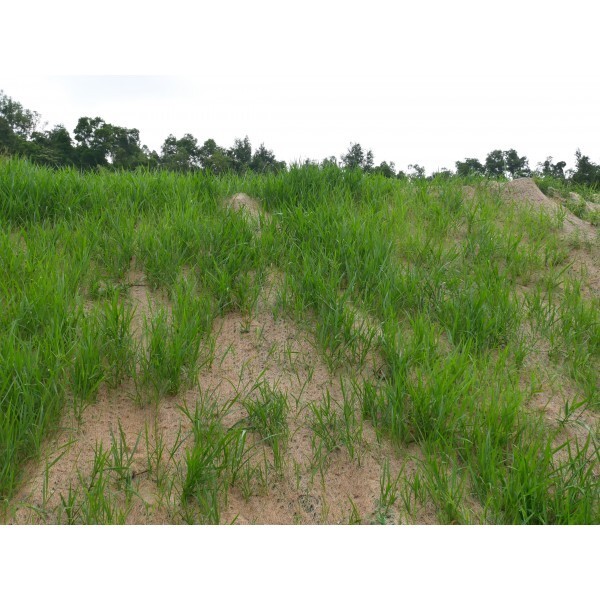 Farm Plastic Supply - Double Net Straw Erosion Control Blanket