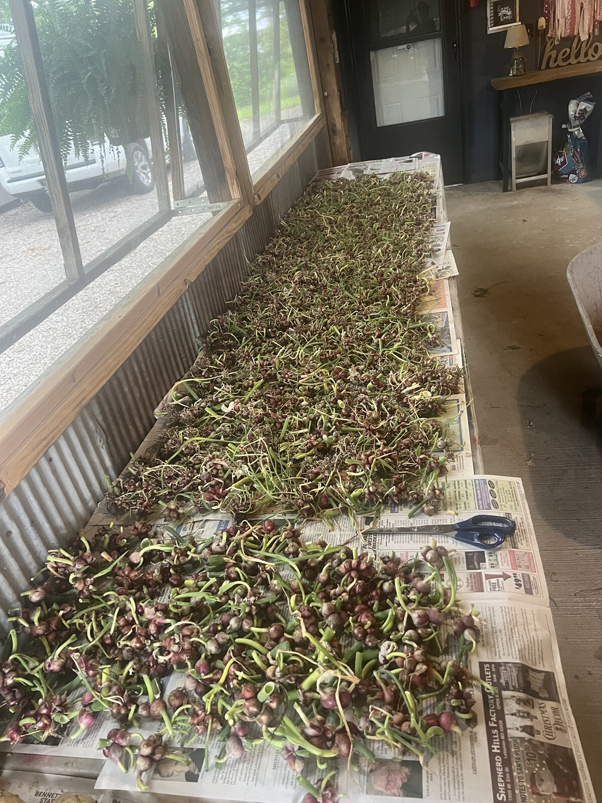 Egyptian Walking Onions 10 Bulbs 2025 Harvested Organic