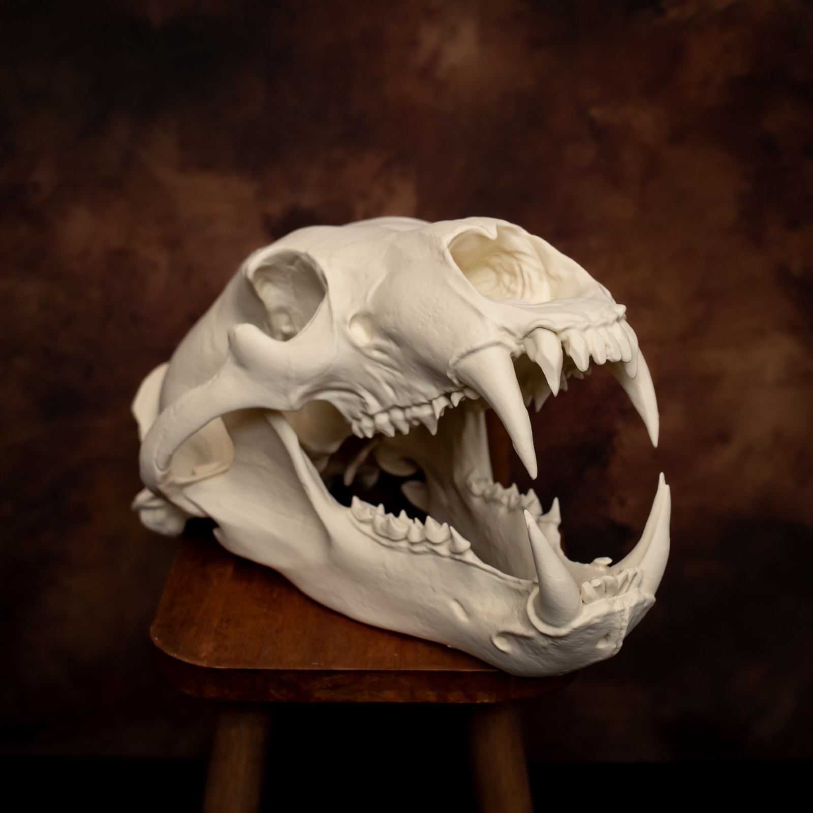 Life-Size 3D Polar bear Skull – unpainted bone colour Fossil Replica