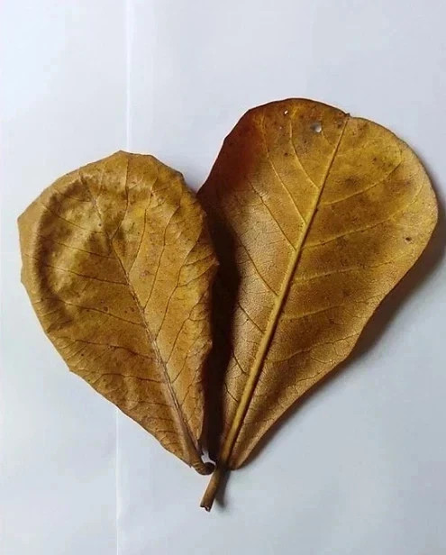 1 dried jasmine leaf on red font yellow blue duong dan don new green tree