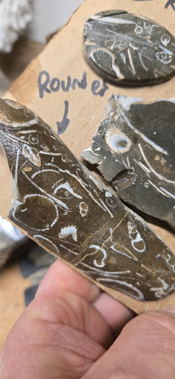 Purisma Formation Fossil Limestone, Cabochon Slabs Preforms 13 Pcs, Flat 135