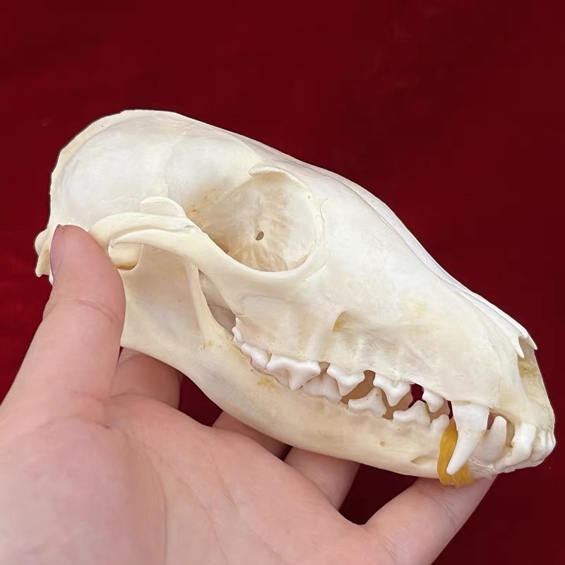 New 10Pcs Real Fox Skull Taxidermy Real Bone Skeleton Halloween Decoration Gift