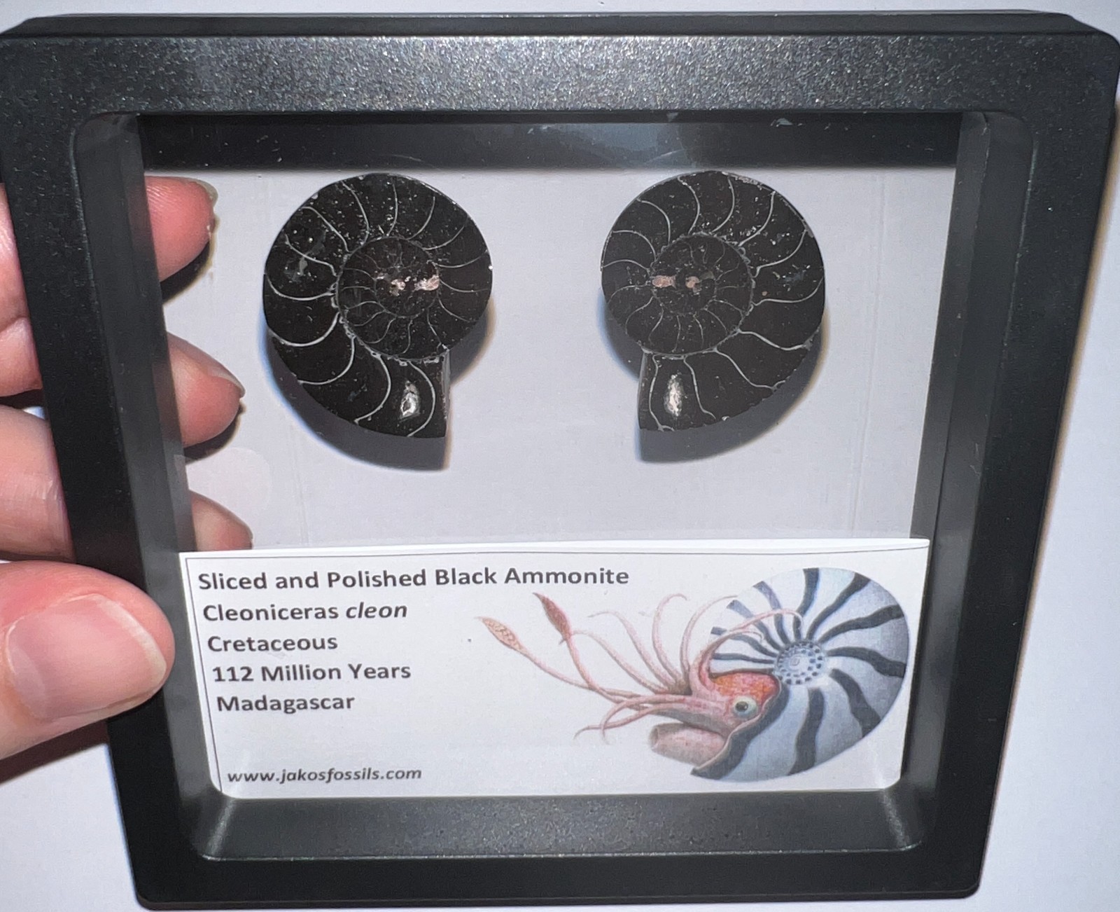 SUPER RARE Sliced Framed BLACK AMMONITE Lot Dinosaur Era Fossil One Per Order
