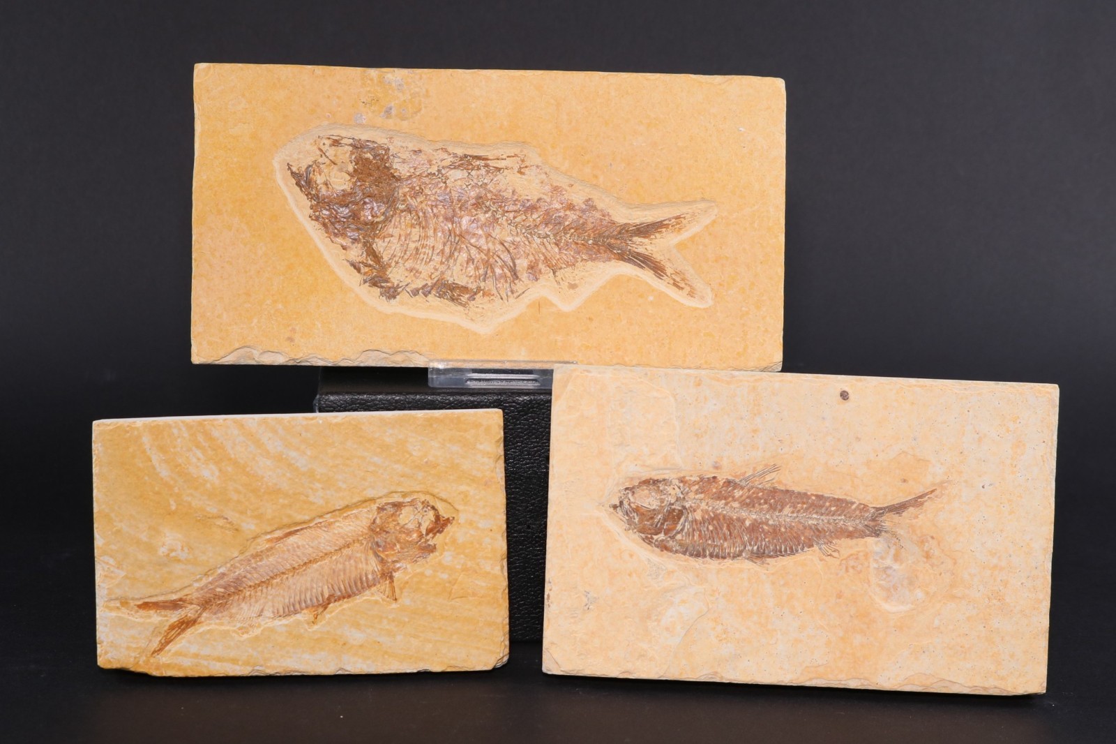 3 Fossil Fish Knightia eocaena Fossil Lake Green River Fm Wyoming WY COA 11910