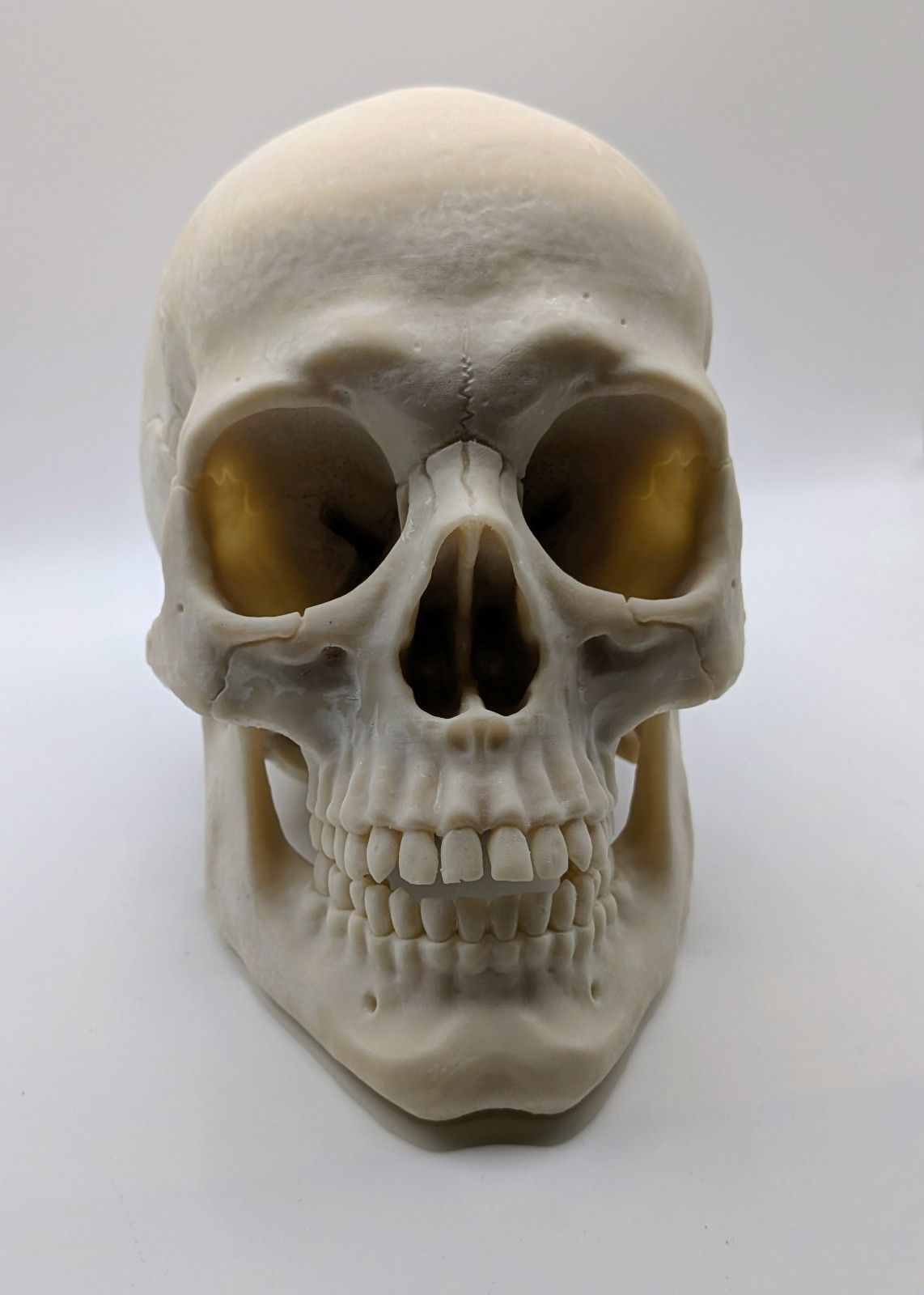 Human Skull Replica- Off White Resin Unpainted - 7 In Tall 1 Ibs