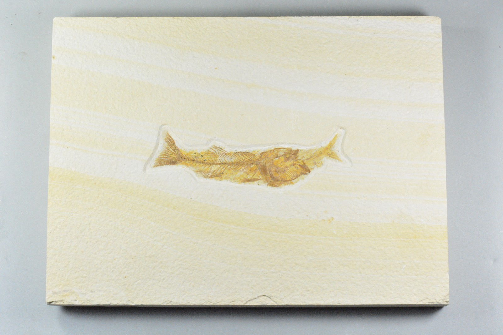 Mioplosus Aspiration, Fossil Fish, Green River Formation, Wyoming