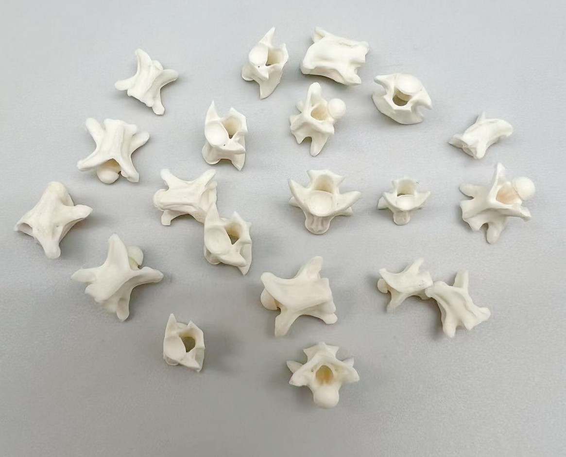 Rattlesnake Vertebrae 20pc Lot Mixed Size Snake Skeleton Taxidermy Bone