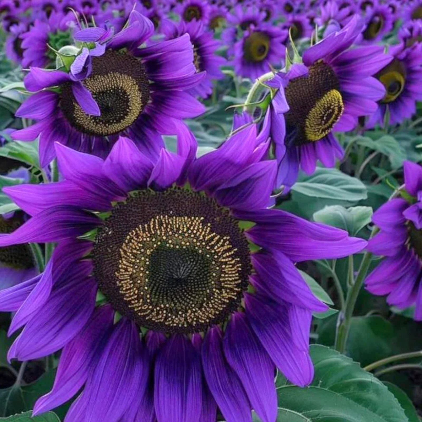 50pcs ‘Violet Majesty’ Purple Sunflower Seeds – Rare Heirloom Variety for Garden