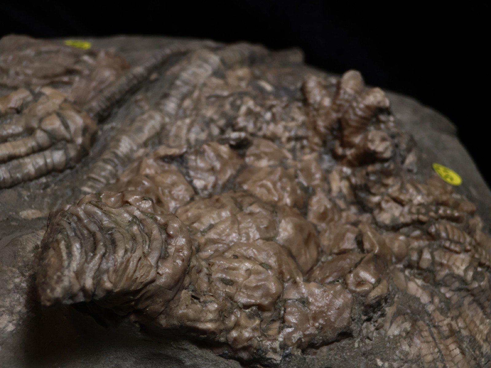 Threaded Fossil Crinoids, Crawfordsville, Indiana