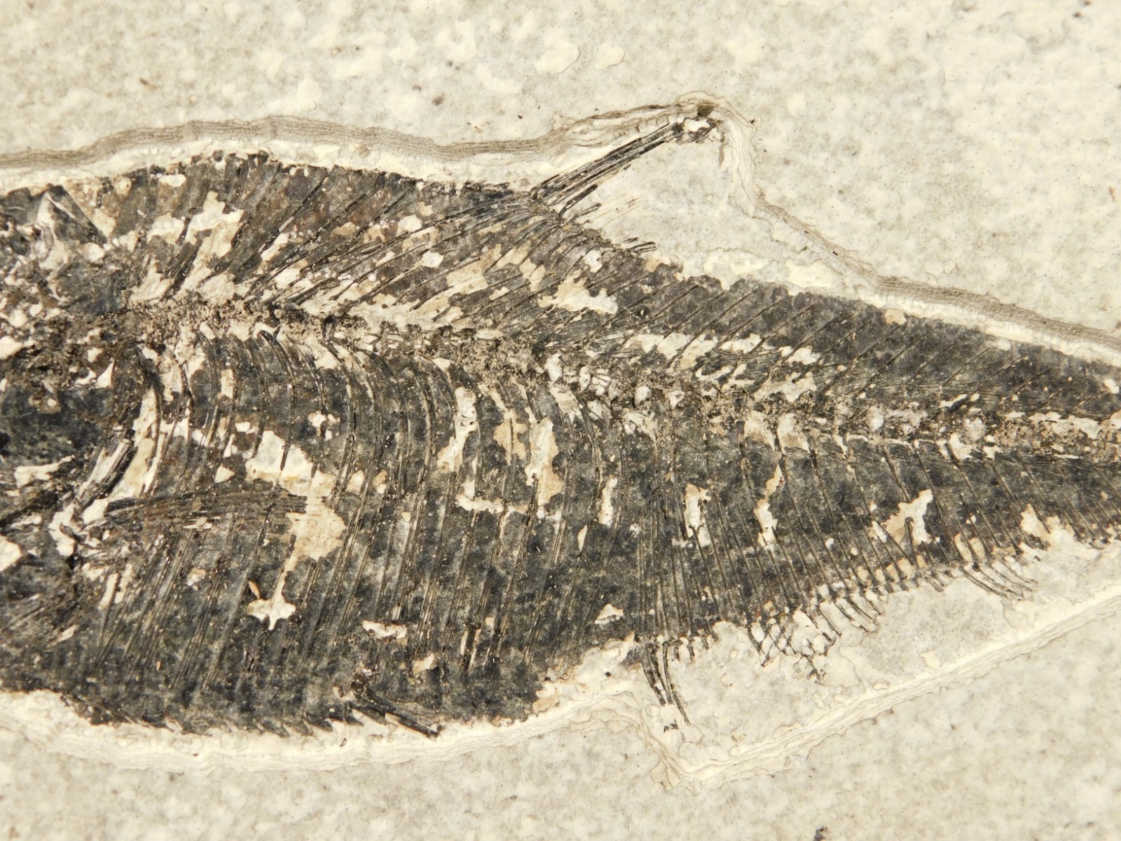 Larger! FIFTY Million Year Old! Diplomystus Dentatus FISH Fossil Wyoming 343gr