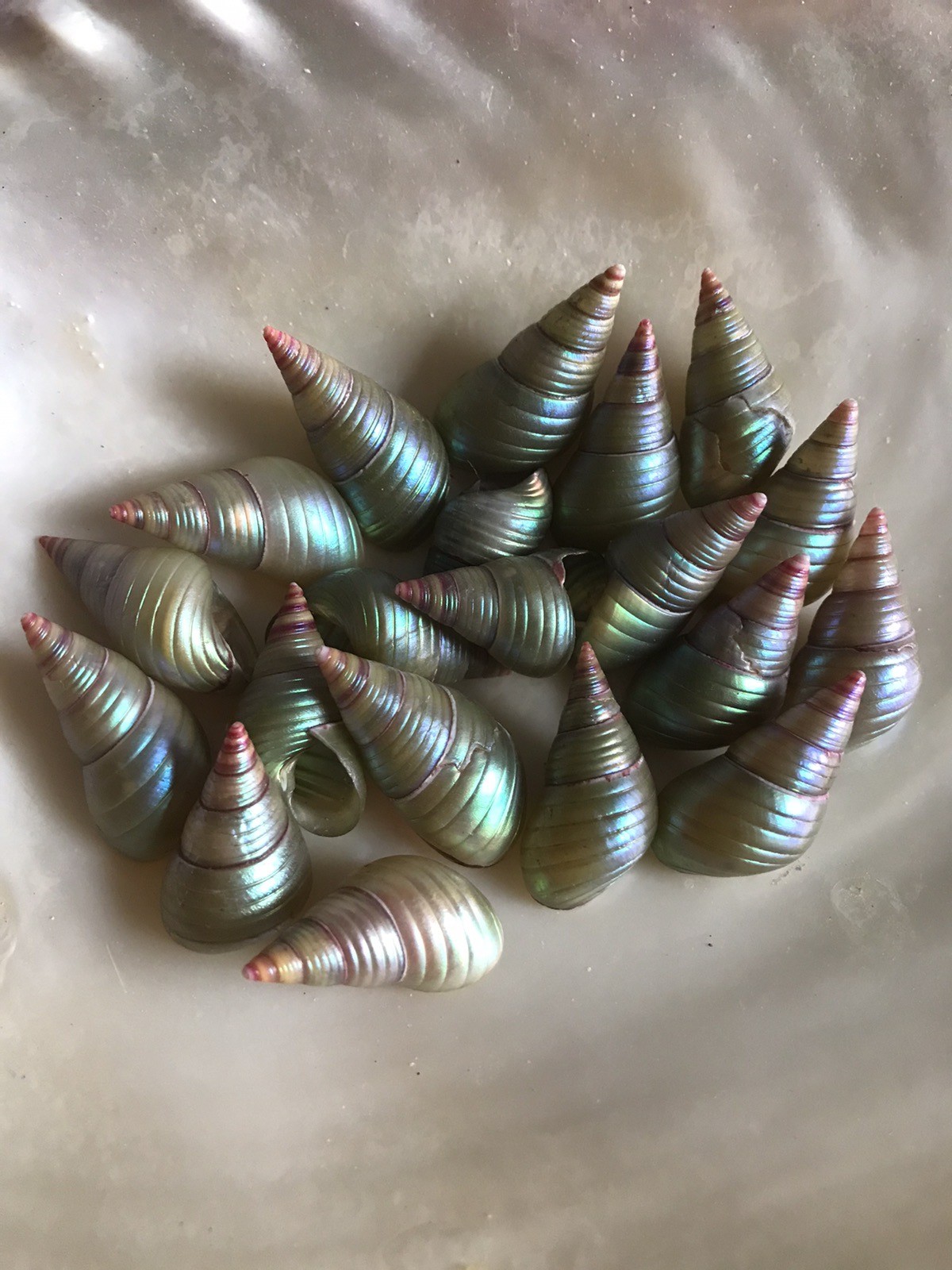 A BOX OF  20 KING MAIREENER  SHELLS