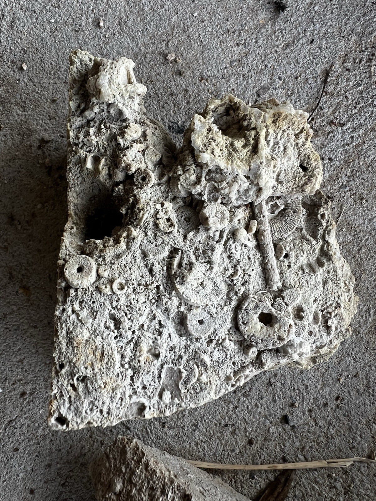 Crinoid Fossils Box FULL Fort Payne Formation TN Mississipian Period