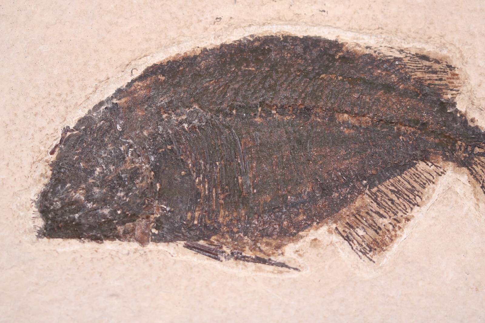 Bargain Phareodus Fossil Fish Fossil Lake Green River Fm Wyoming WY COA 11772