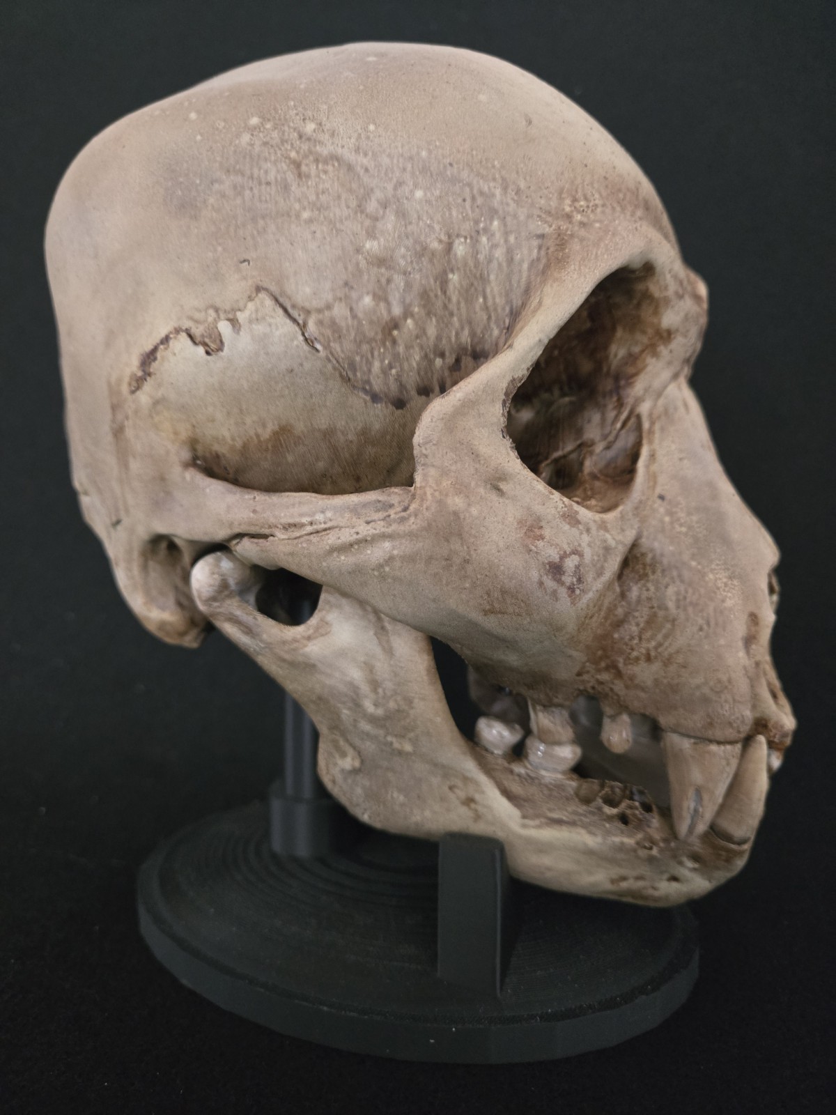 Bigfoot Skull Realistic "Large"