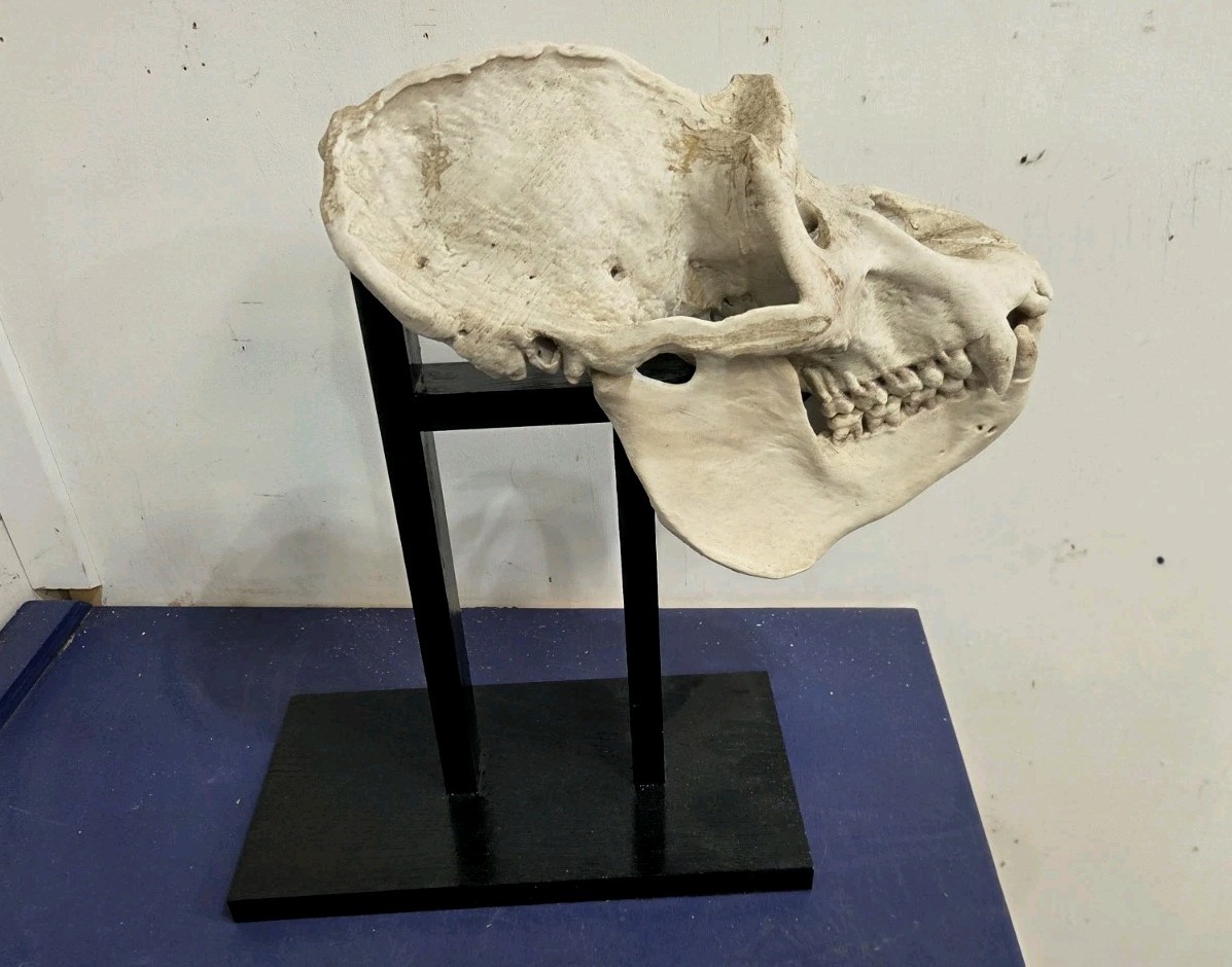 Gorilla Skull Replica Life Size, With Wood Stand.
