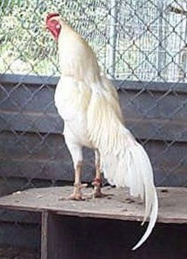 12 ASSORTED WAHL ASIL EGGS