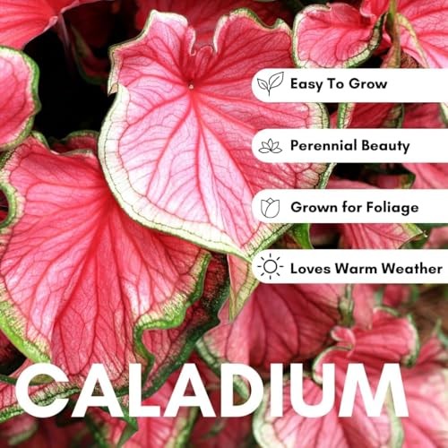 2 Spicy Lizard Caladium Bulbs for Planting - Great Indoor Plants