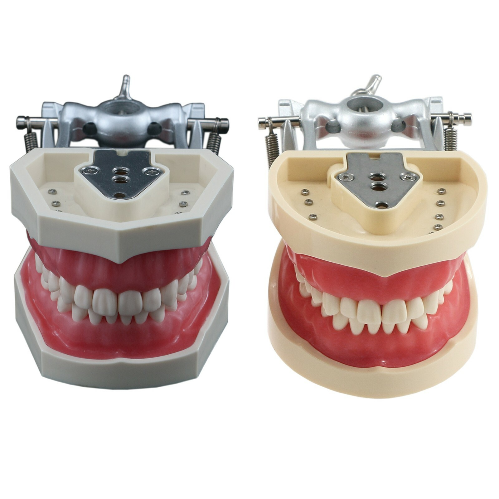 Dental Typodont Teeth Model With Removable Teeth fit Kilgore NISSIN 200/500 Type