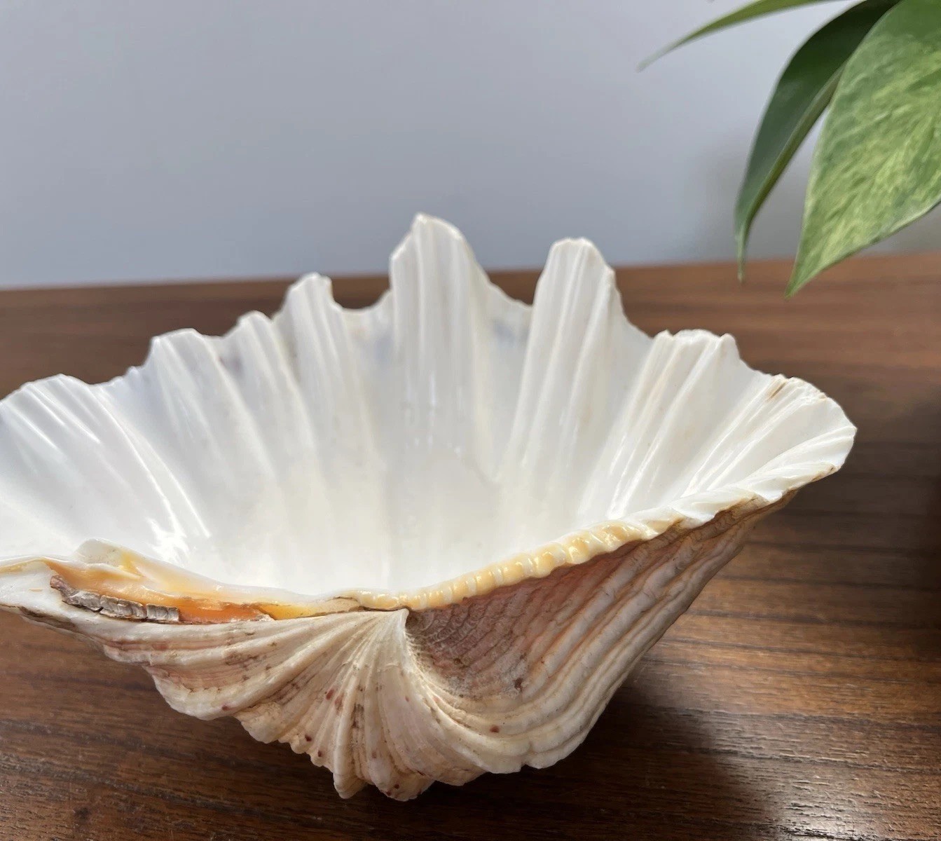 Bear Paw Clam Shell Half 7” X 5” Natural Nautical Beach Decor Real Coastal
