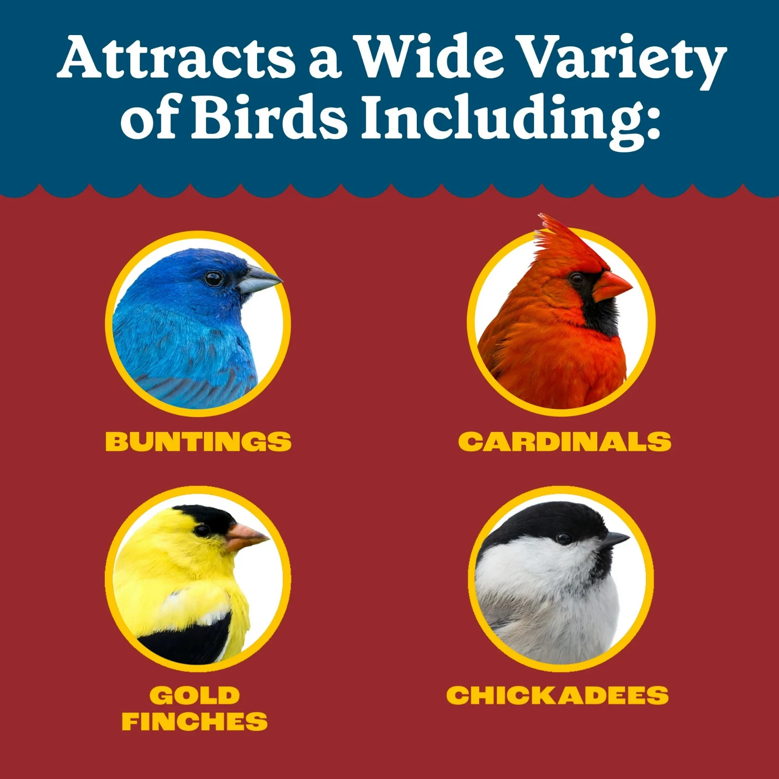 Pennington Select Black Oil Sunflower Seed Wild Bird Dry Feed, 10 lb. New Bag