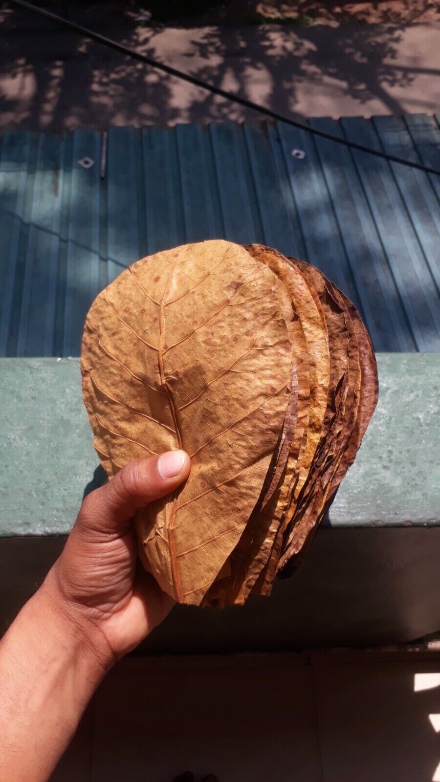 100Pc almond leaves 5'' catappa indian ketapang leaf Shrimp betta fish aquarium