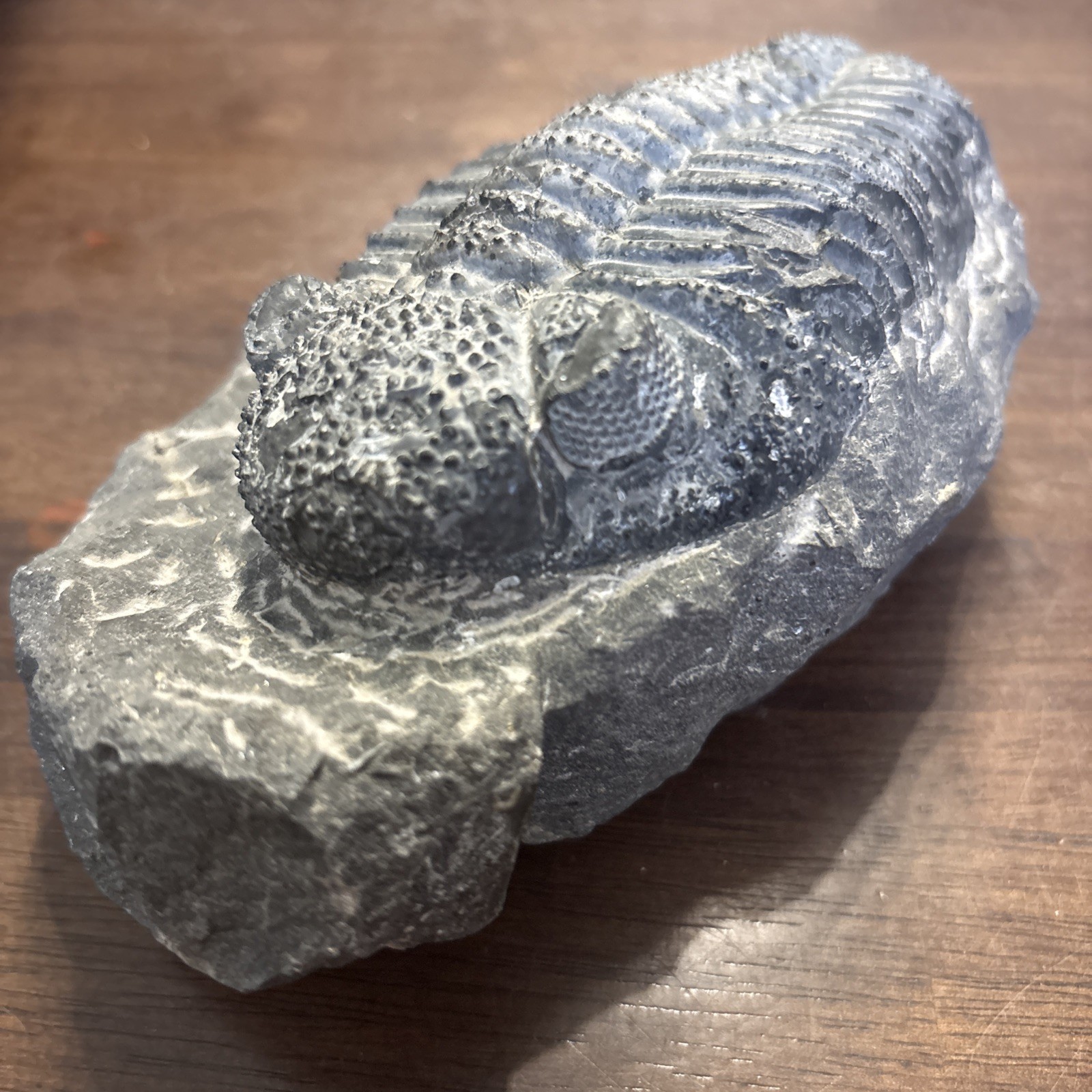 Trilobite In Matrix Paleozoic Fossil 300 Million Yrs Large