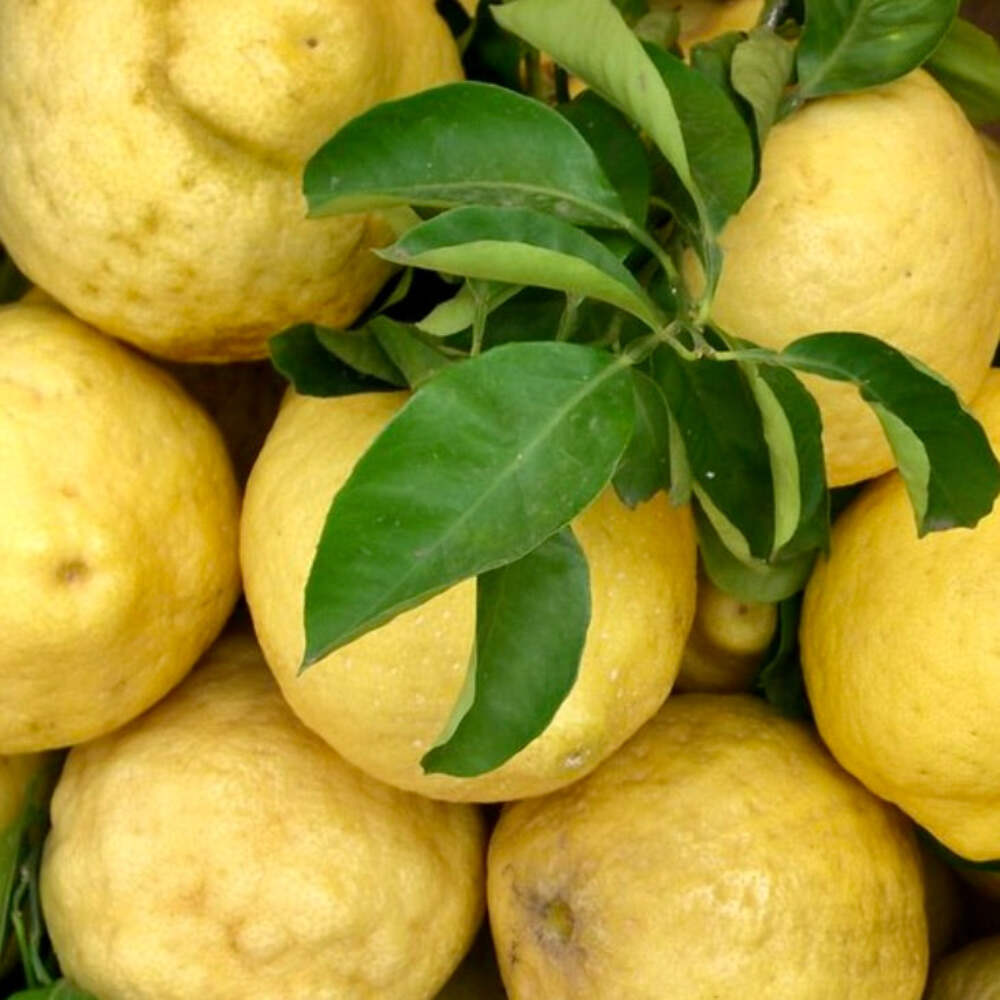 Citrus limon AMALFI COAST MAGGIORE - AMALFI LEMON TREE PLANT