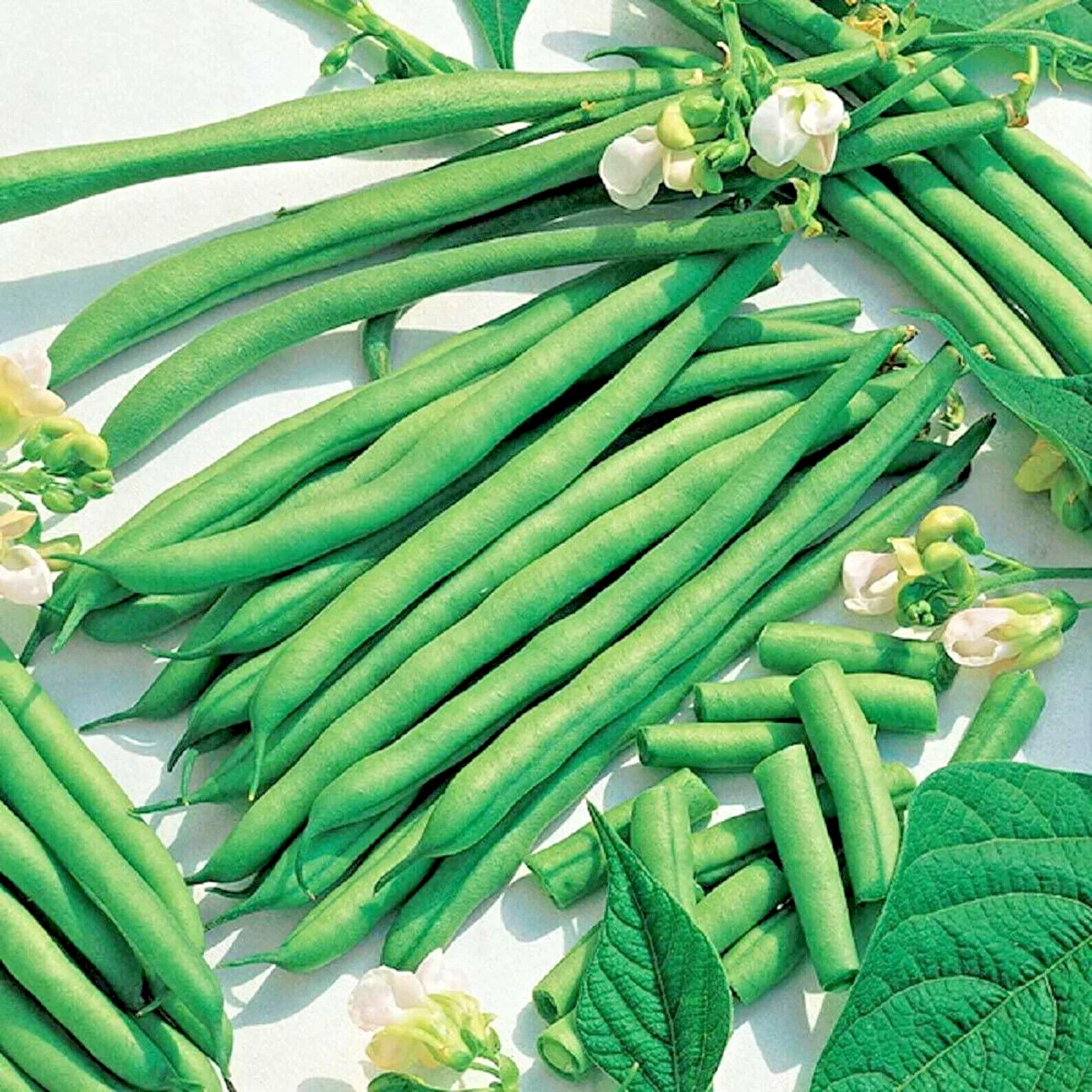 150+ BLUE LAKE BUSH GREEN BEAN SEEDS HEIRLOOM NON-GMO TASTY HARDY AUTUMN BULK