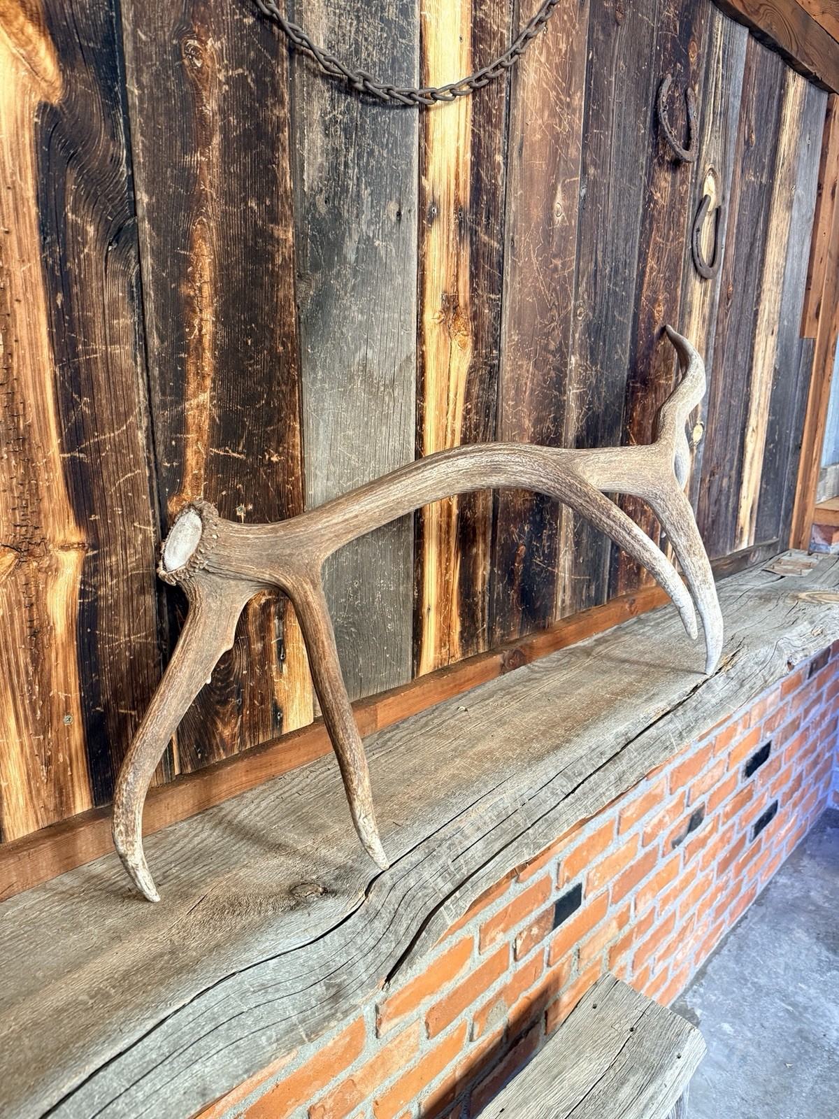 7pt Elk Shed ~ Elk Antler ~ Decor