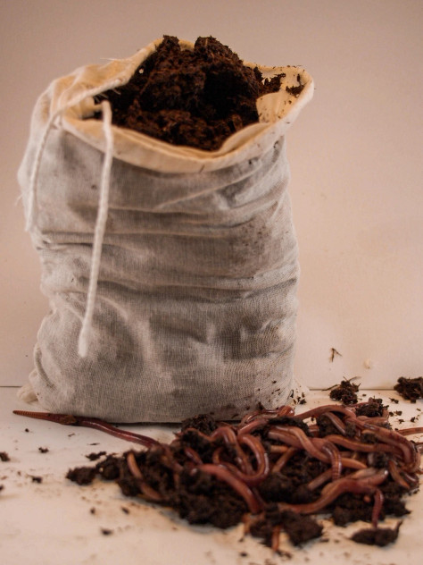 1 lb/ 1000 Ct Live Red Wiggler Composting Worms - Eisenia Fetida-live delivery