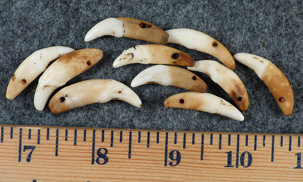 (10) OLD Original Coyote Canine Teeth Indian Ornamental Beads Fur Trade 1700's