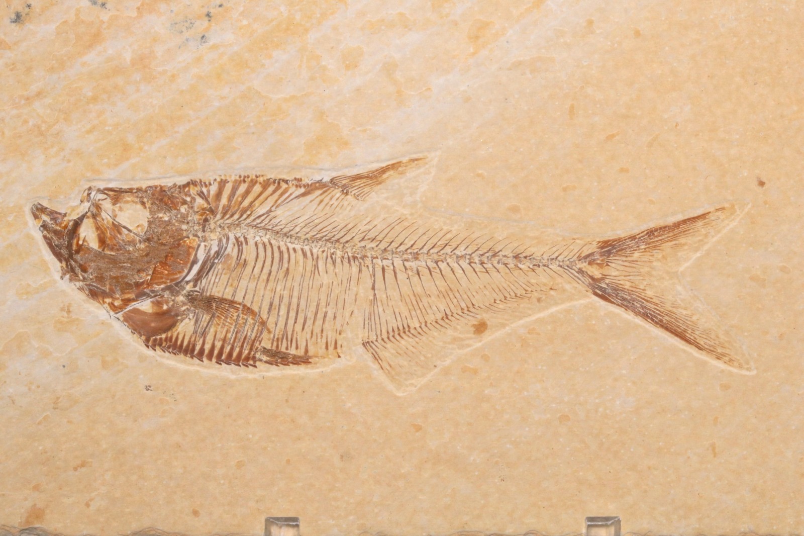 3.7" Diplomystus Fossil Fish Fossil Lake Green River Fm Wyoming COA 11881