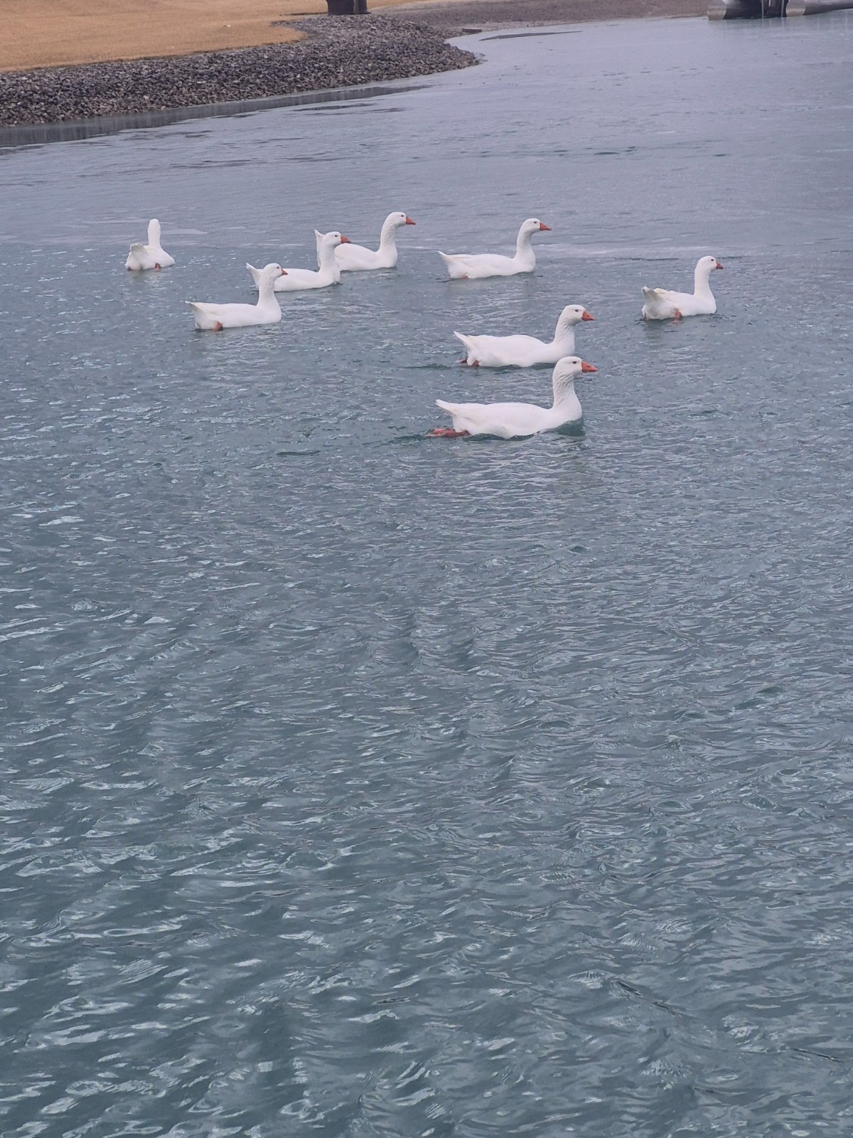 White Embden Hatching Goose Eggs