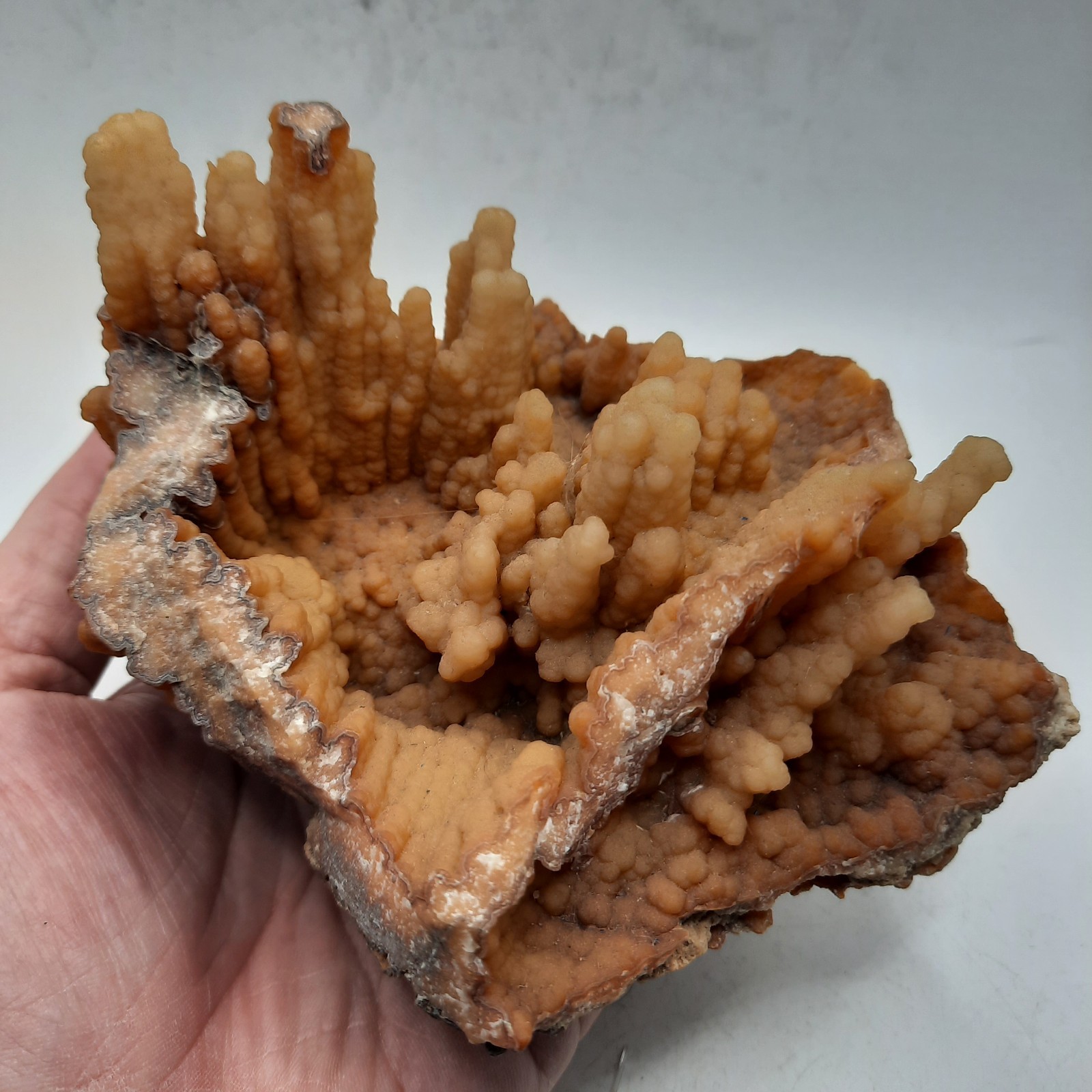 Botryoidal Agatized Coral Specimen , Suwanee River, Florida 6 x 4 1/2 x 3