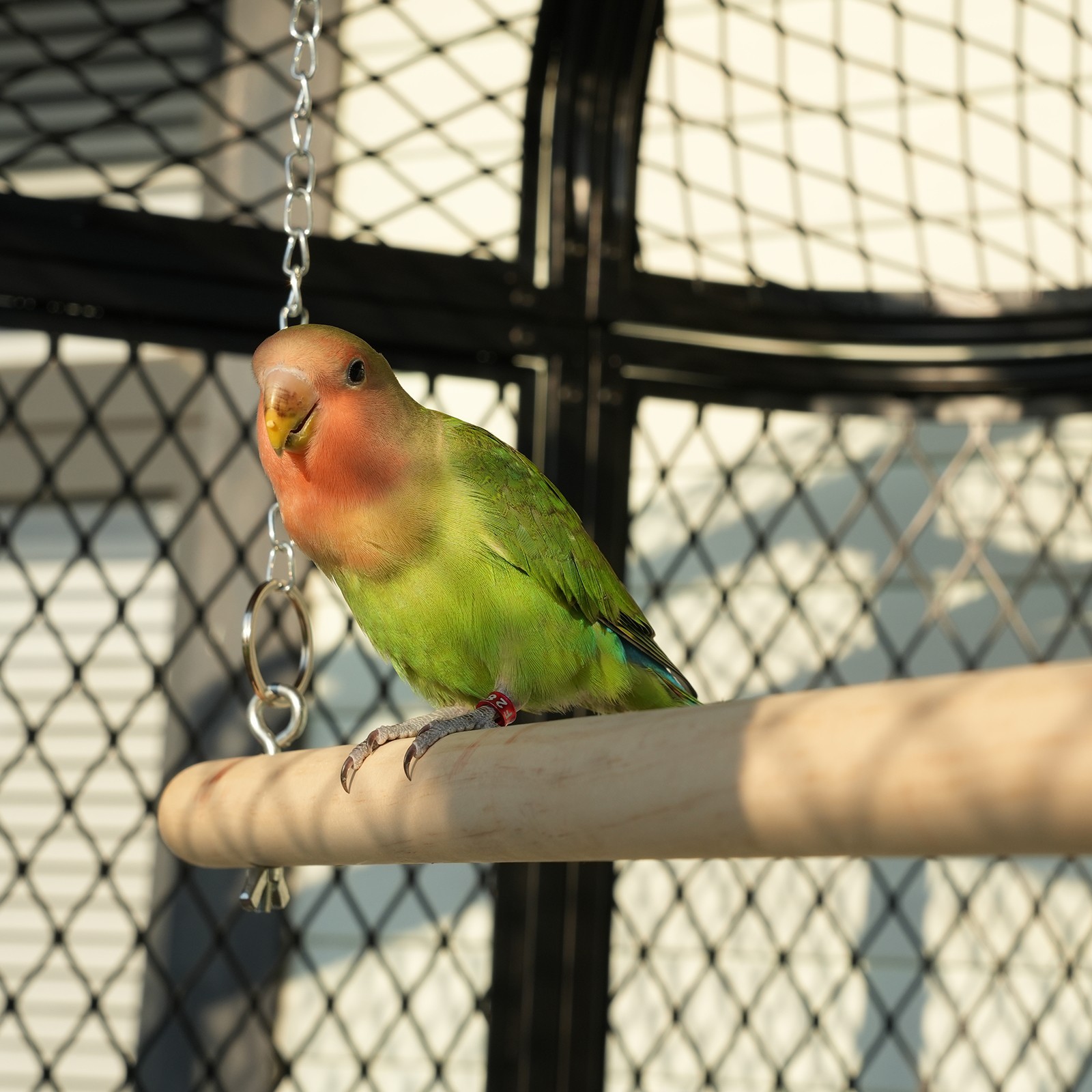 Extra Large Flight Metal Bird Cage Aviary Parrot Macaw Finch Tight Bar Spacing