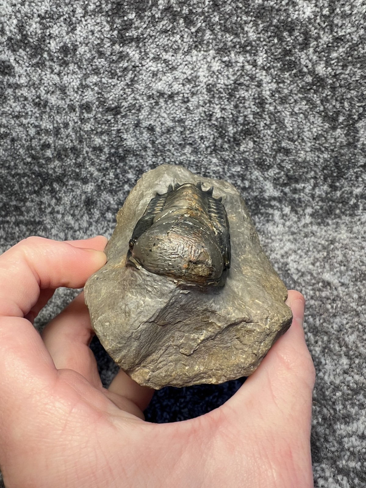 Crotalocephalina (Crotalocephalus) gibbus Trilobite Fossil – Nicely detailed