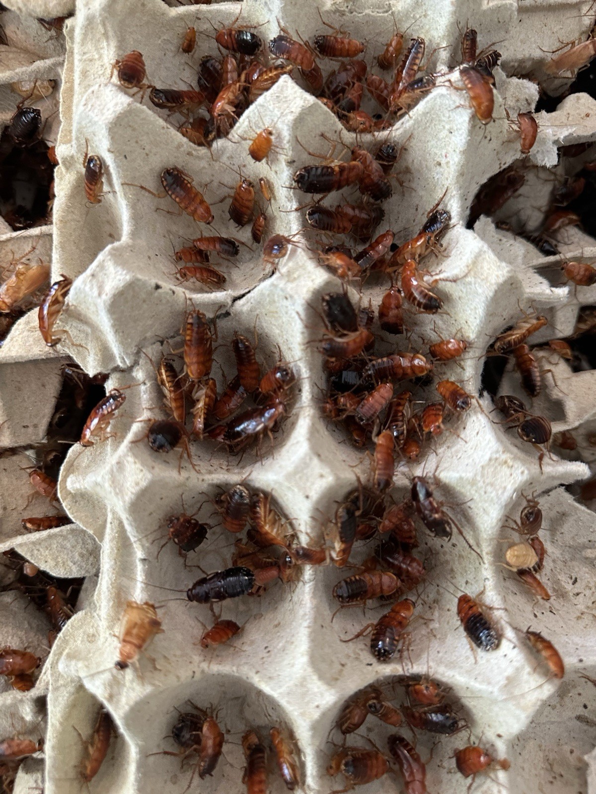 Red Runner Roaches Live Feeders Reptile Food Free Shipping