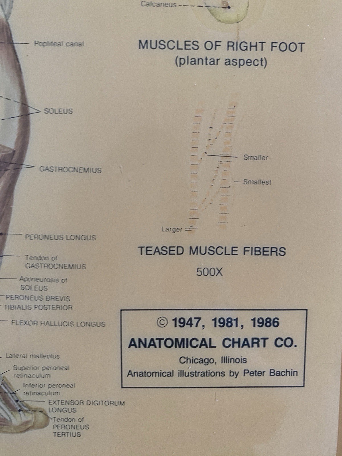 VTG Medical Poster Anatomical Chart Co Muscular Sys Laminated Peter Bachin 24x20