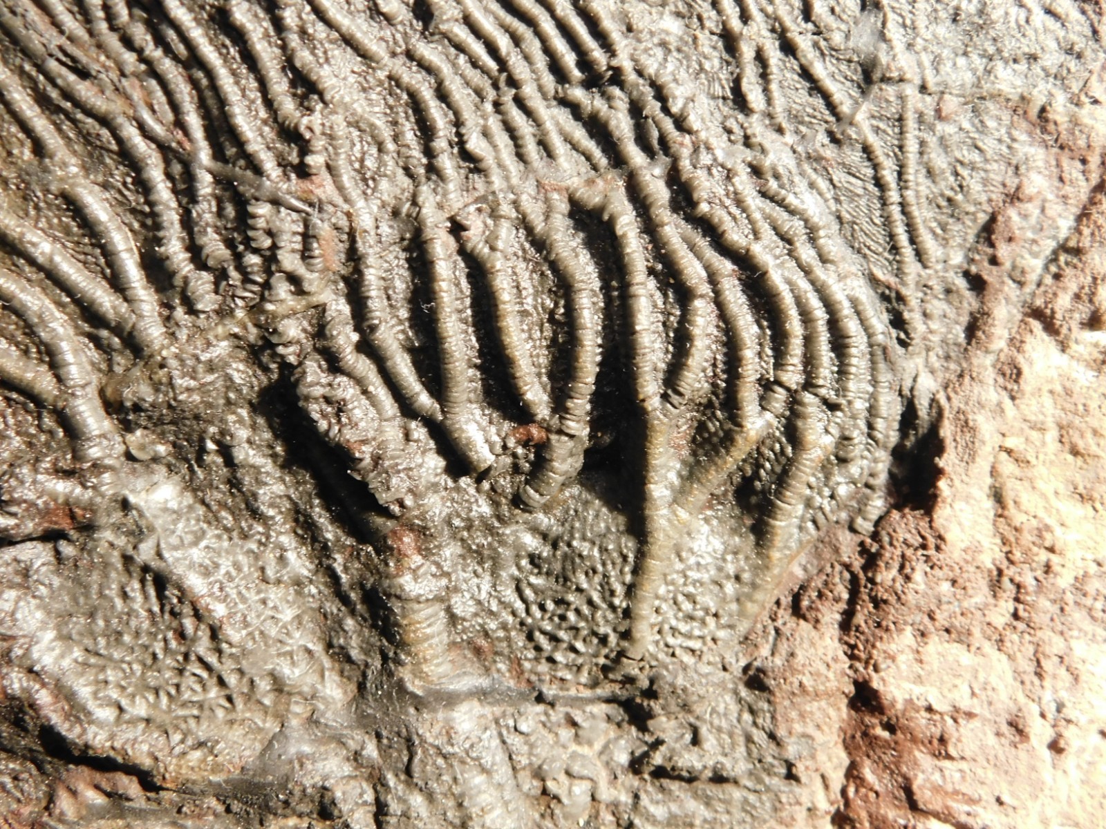 TWO BIG! 430 Million Year Old! CRINOID Fossils or Sea LILY Fossil Morocco 1565gr