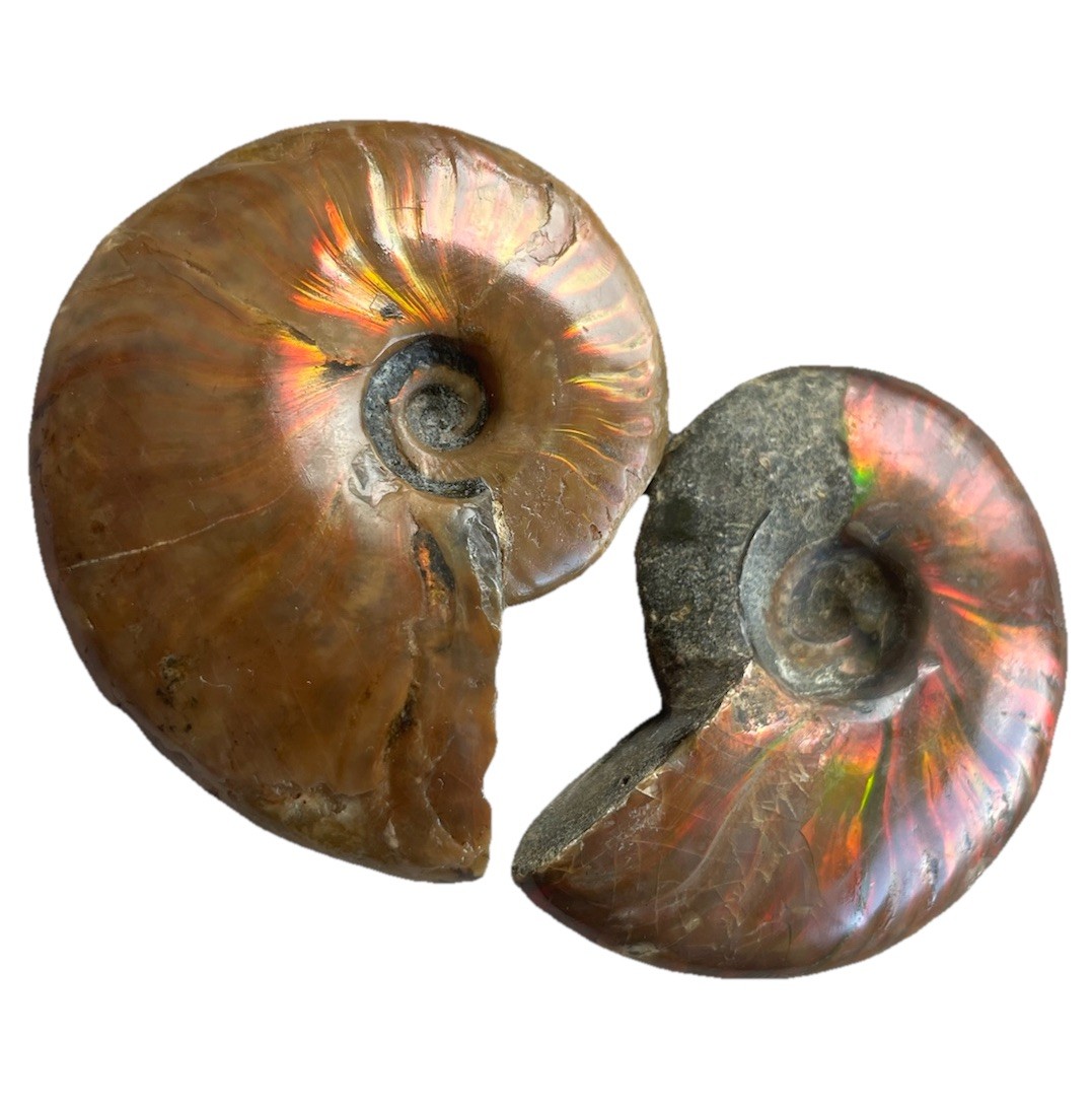 Pair Of Opalized Ammonite Fossils From Madagascar Colorful Fossil Specimens