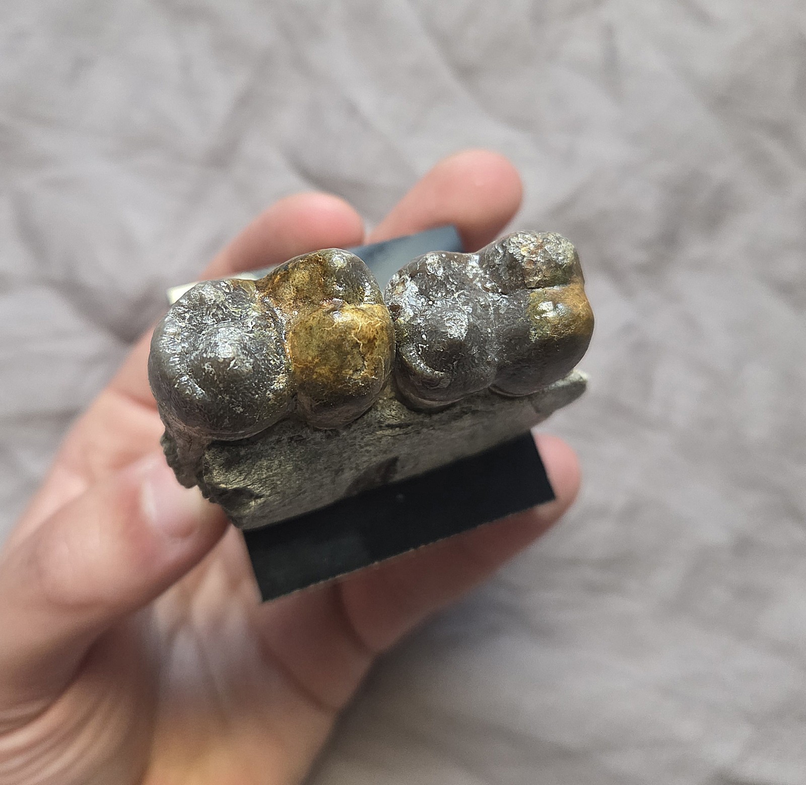 Rare Giant Hell Pig Archeotherium Fossil Jaw W Teeth Eocene Mammal South Dakota