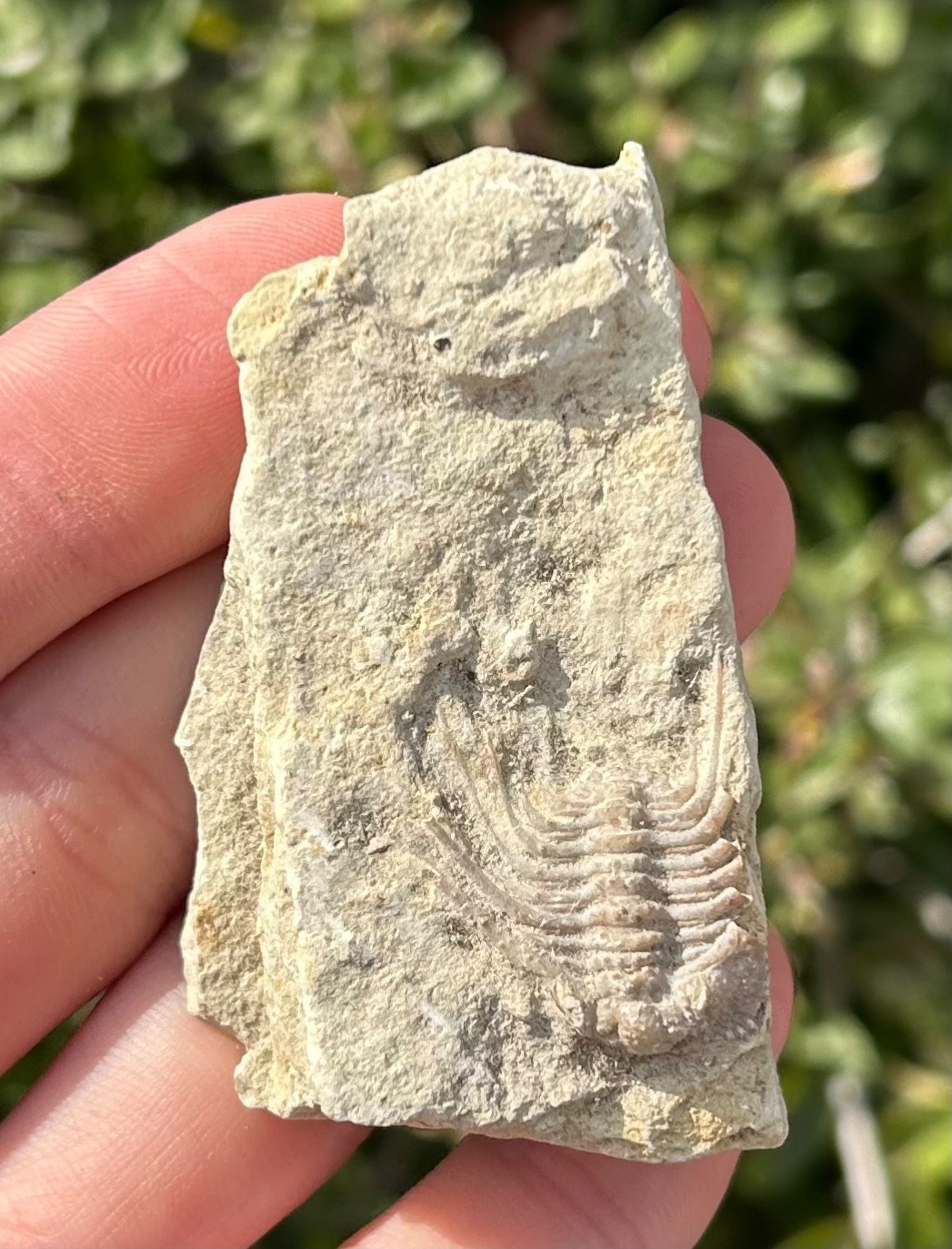 NICE Oklahoma Fossil Trilobite Kettneraspis williamsi Devonian Age Bug in Matrix