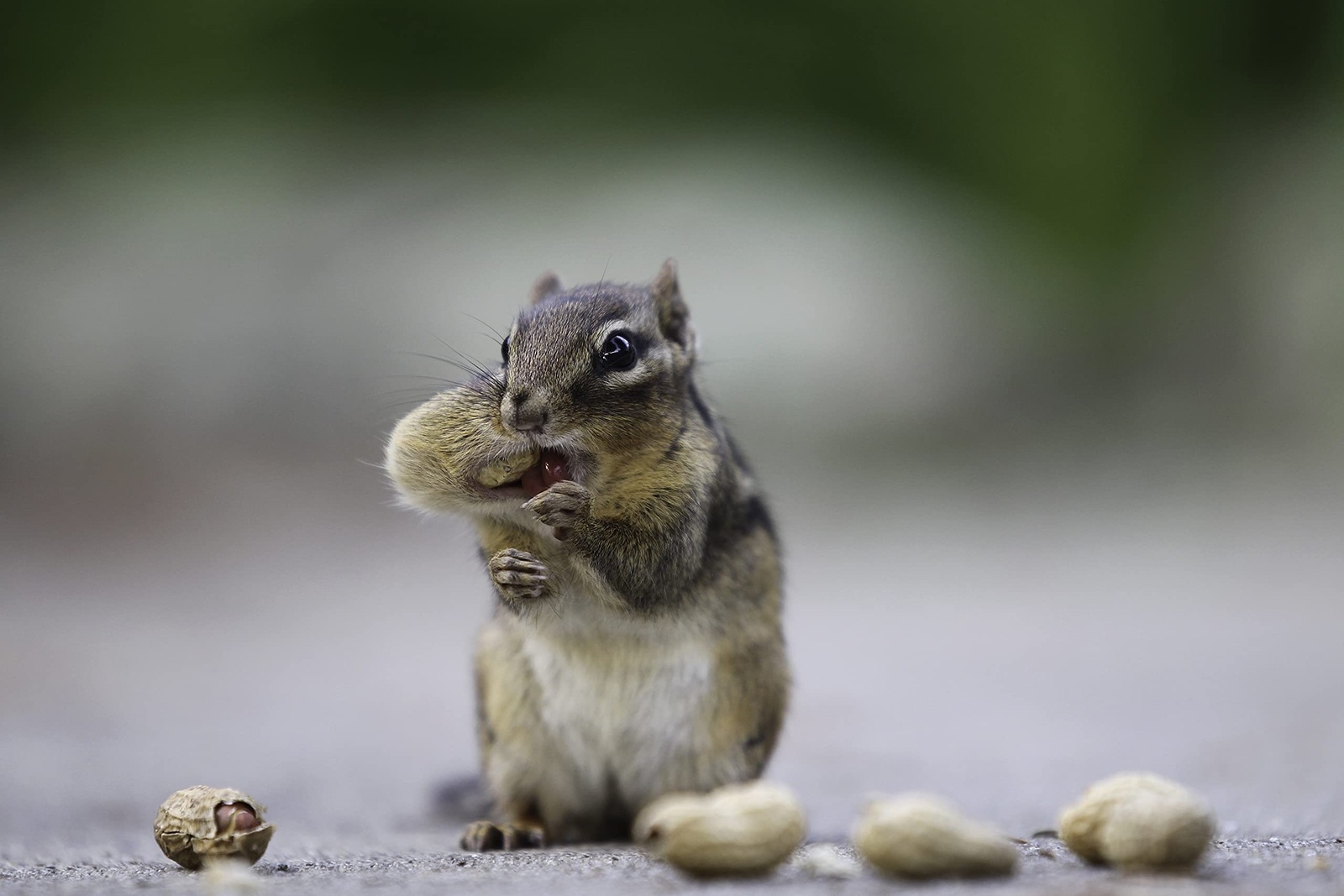Wakefield Virginia Peanuts Extra Large for Animals, 25 LBS