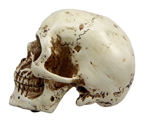 Small Skull Head Statue Cold Cast Resin Figurine 3.5" Tall