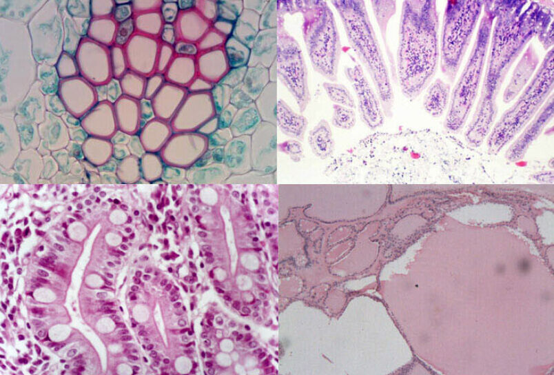 100pc Professional Glass Slice Prepared Microscope Slides Educational Specimen