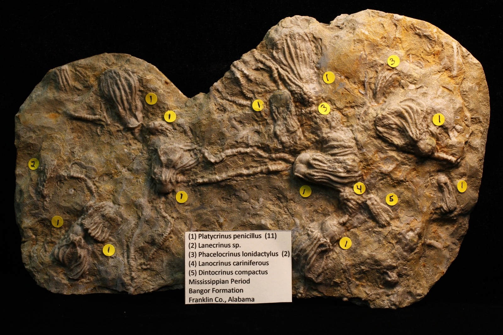Five Different Crinoid Fossils, Franklin Co., Alabama