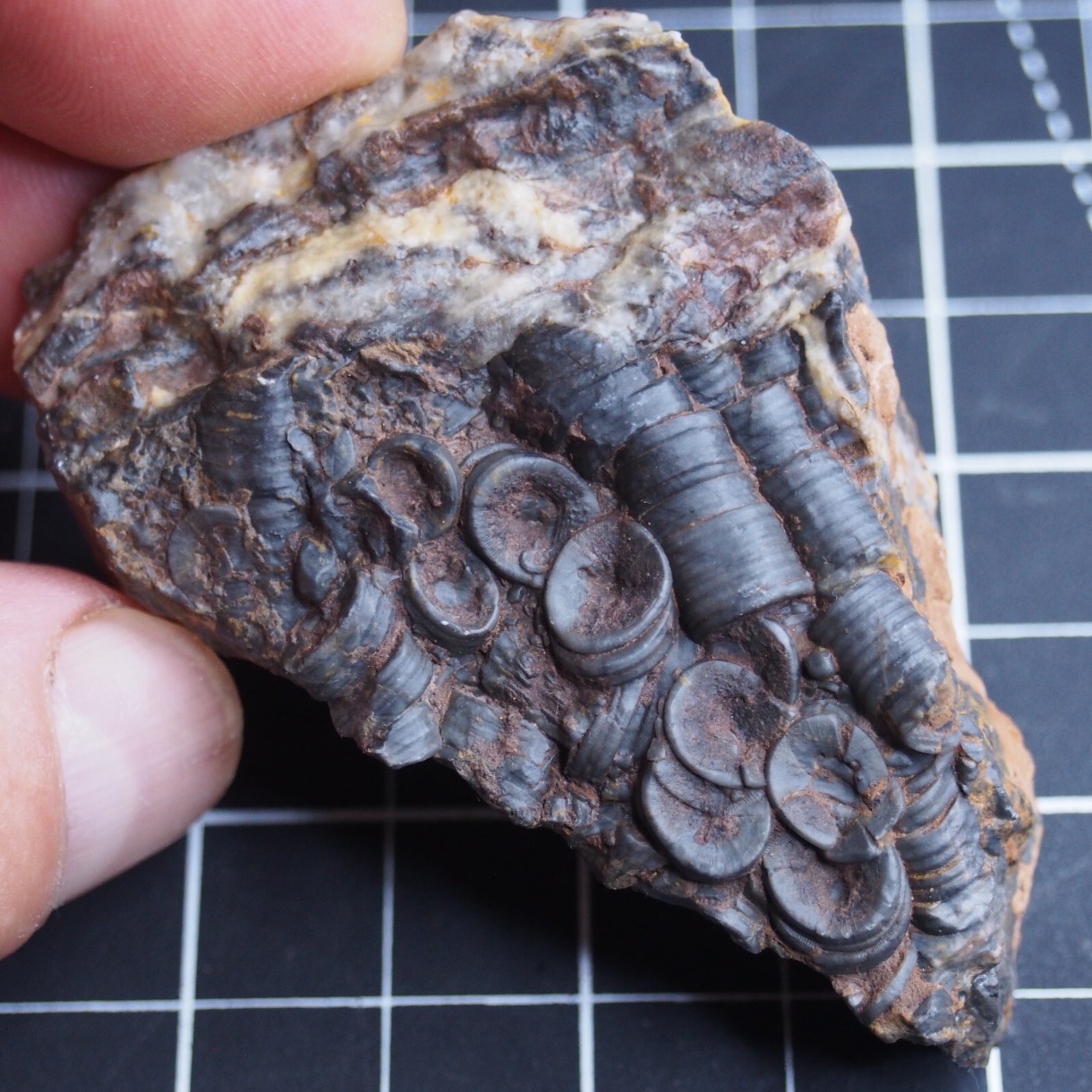 82g Mahoumacrinus sp. Scyphocrinites elegants Crinoid Devonian Fossil 1269