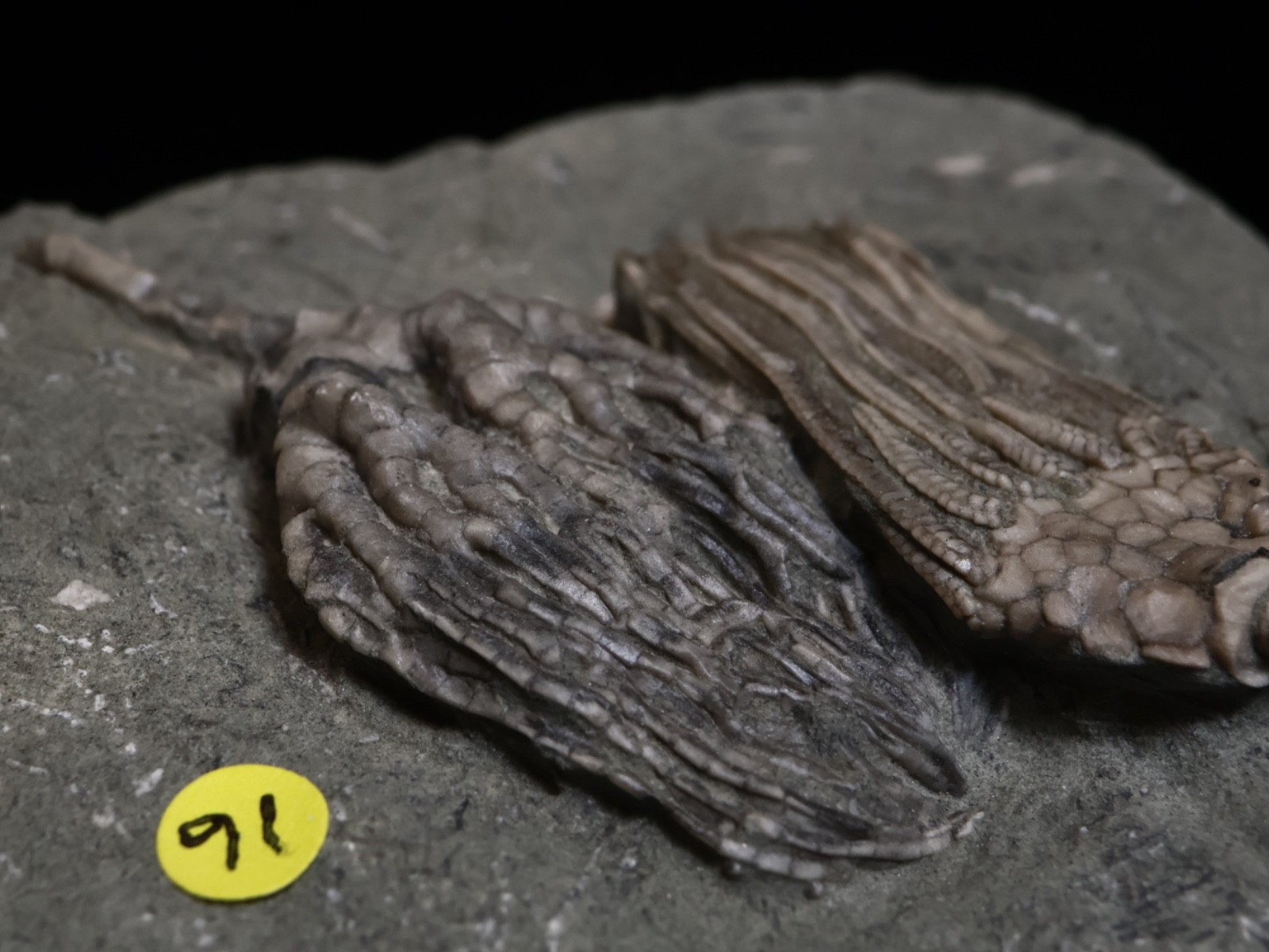 Expertly Prepared Fossil Crinoids, Crawfordsville, IN