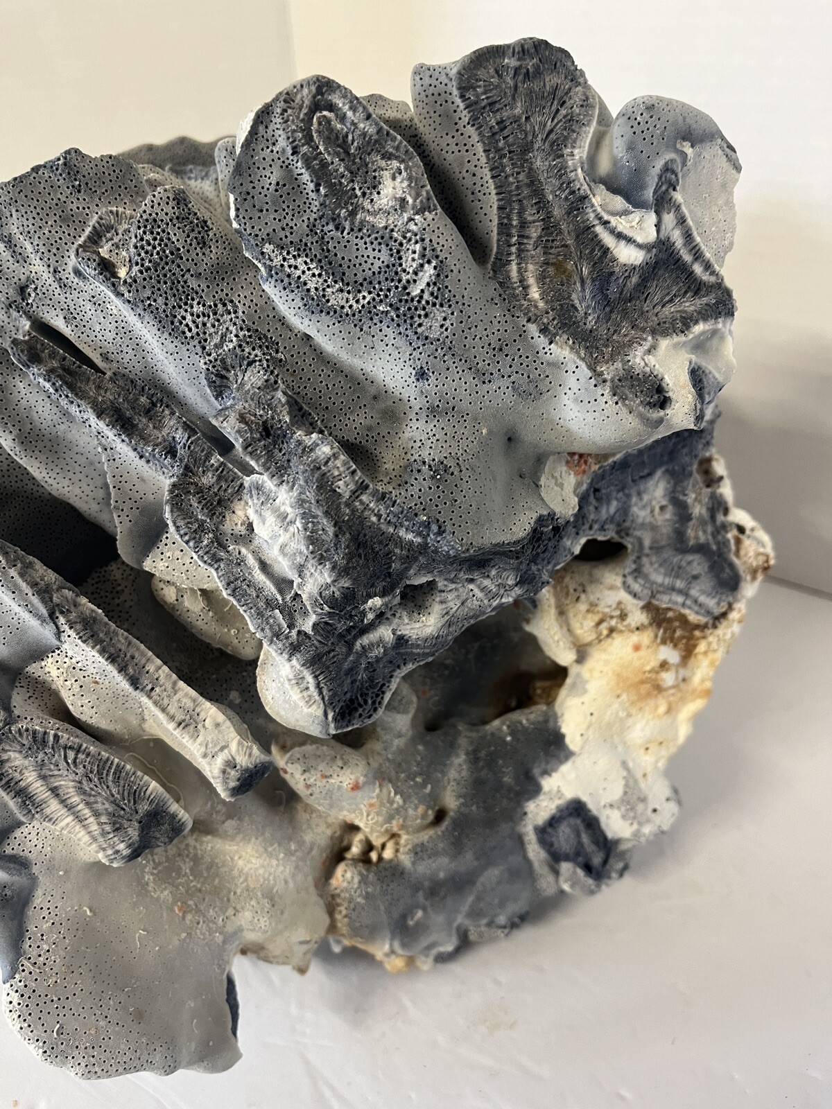 Natural Real Blue Ridge Coral Huge Specimen Shell 12x12x10 Nautical Home Decor